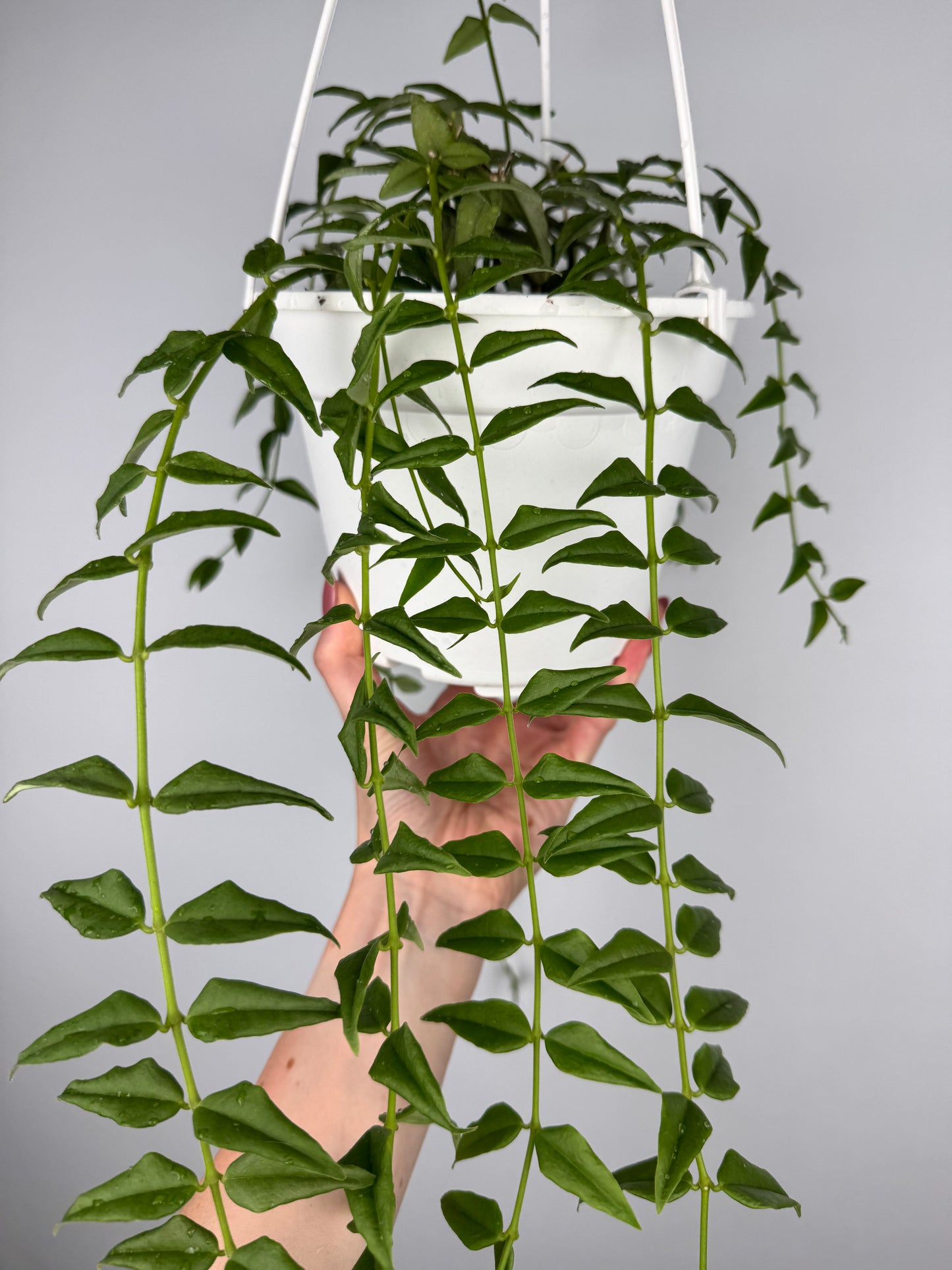 Hoya Bella