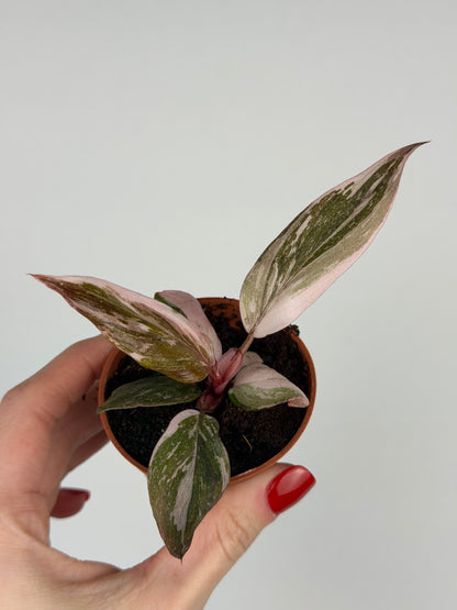 Philodendron Pink Princess