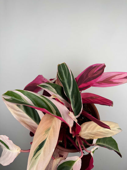 Stromanthe Sanguinea “Triostar” | Valeria