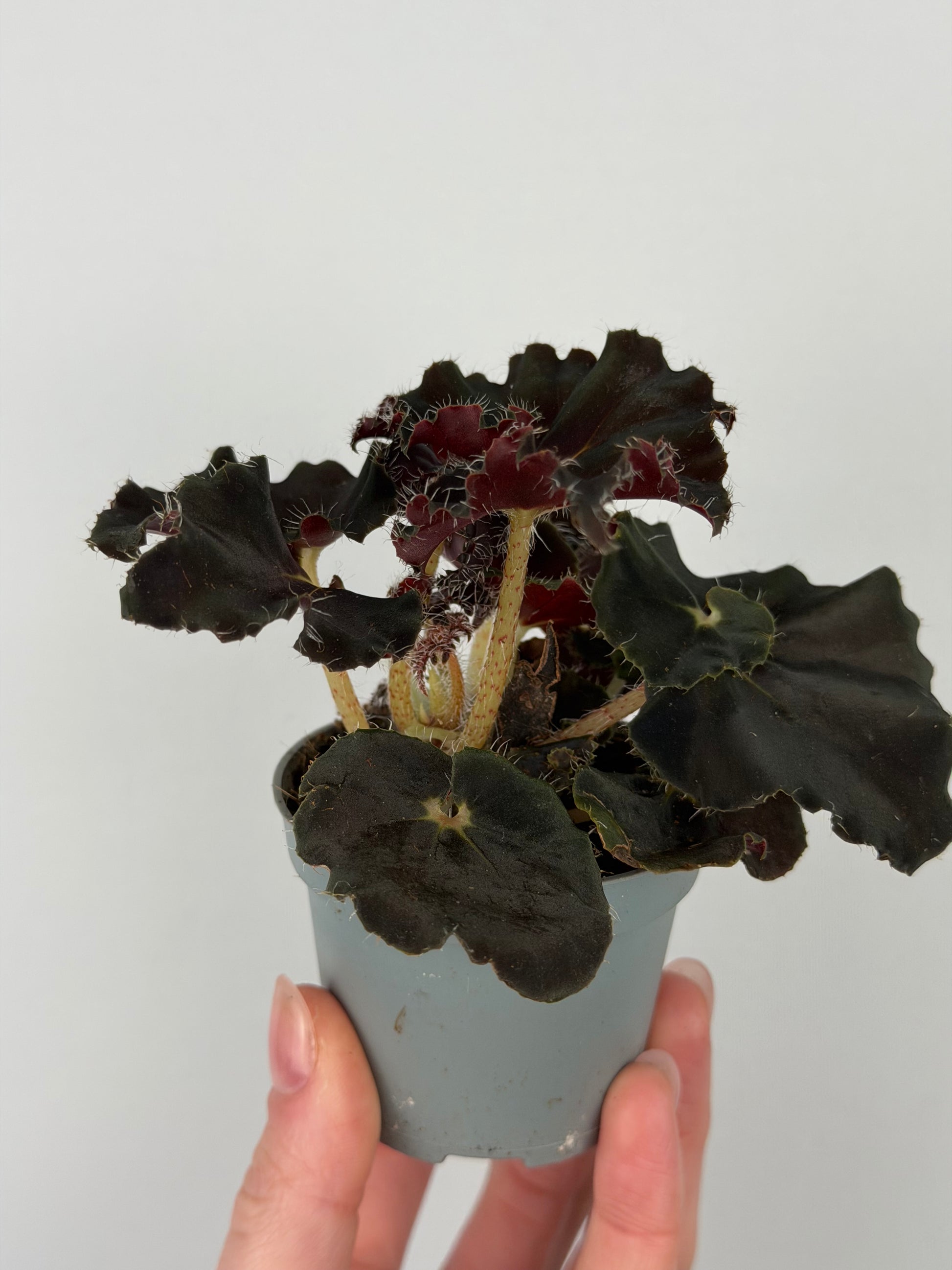 Begonia 'Dark Mambo'