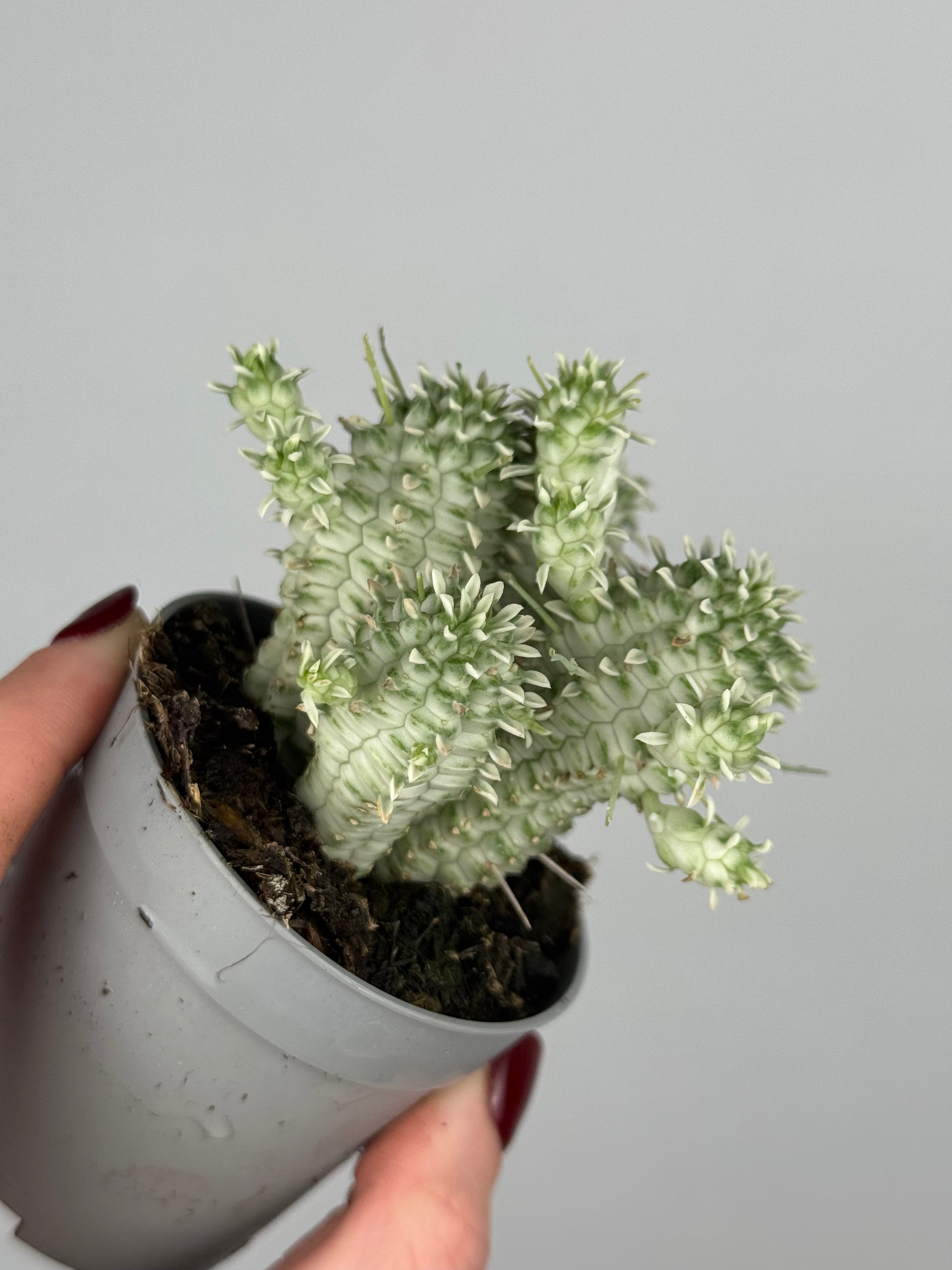 Euphorbia mammillaris variegata