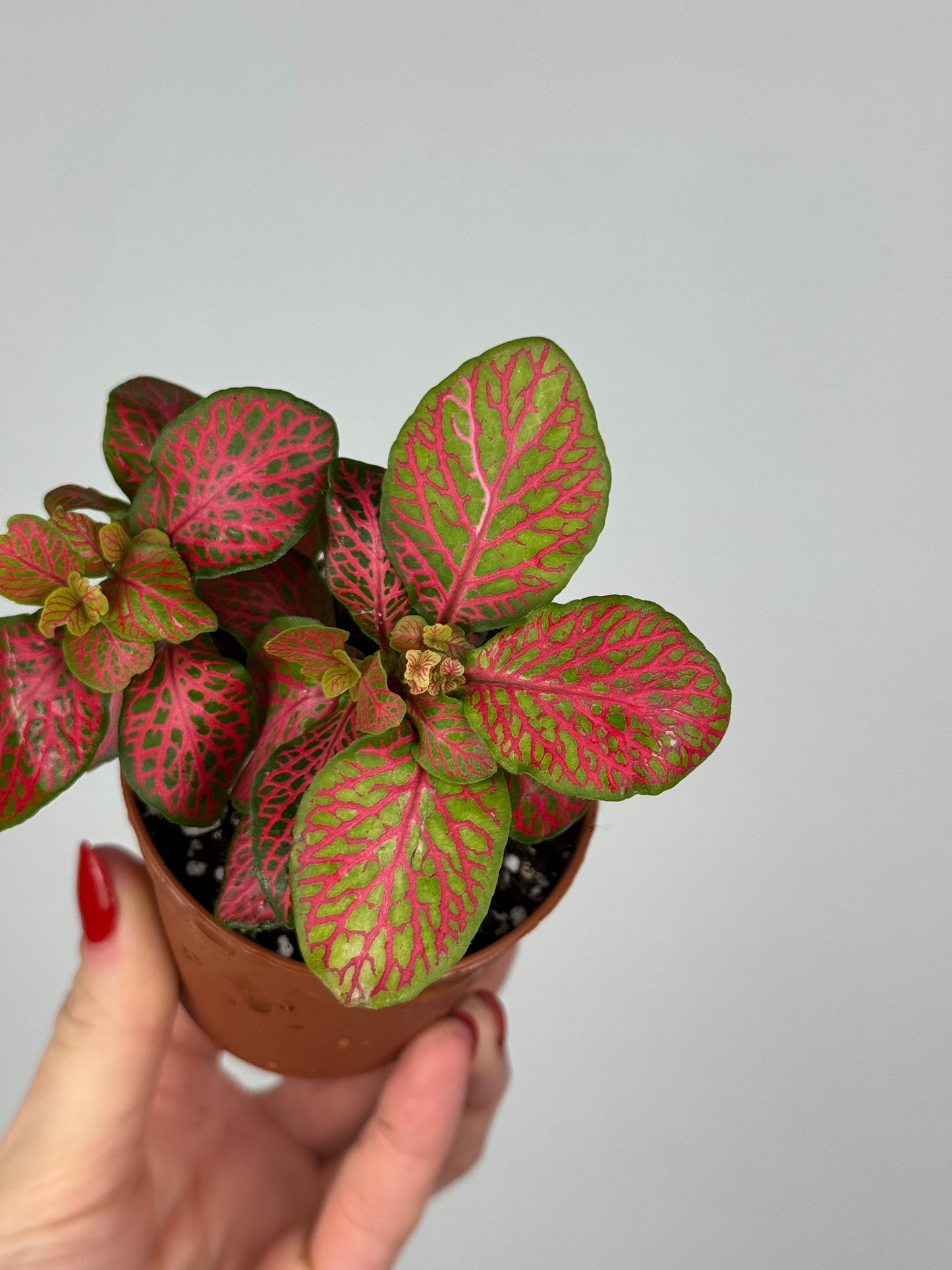 Fittonia “Skeleton”
