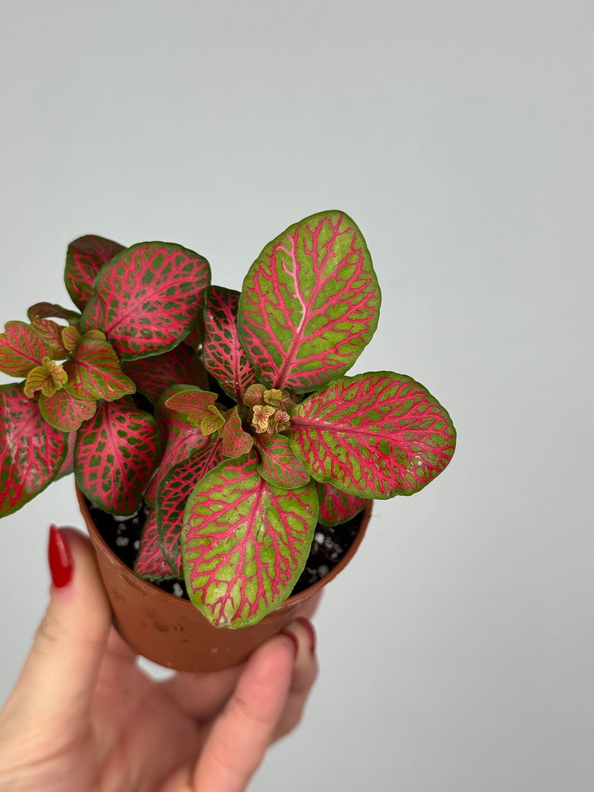Fittonia “Skeleton”