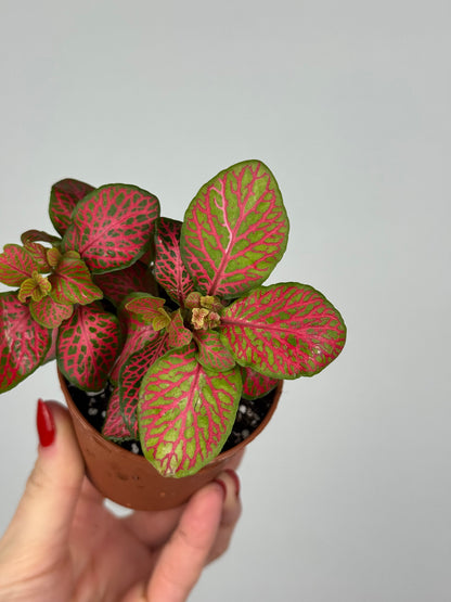 Fittonia “Skeleton”