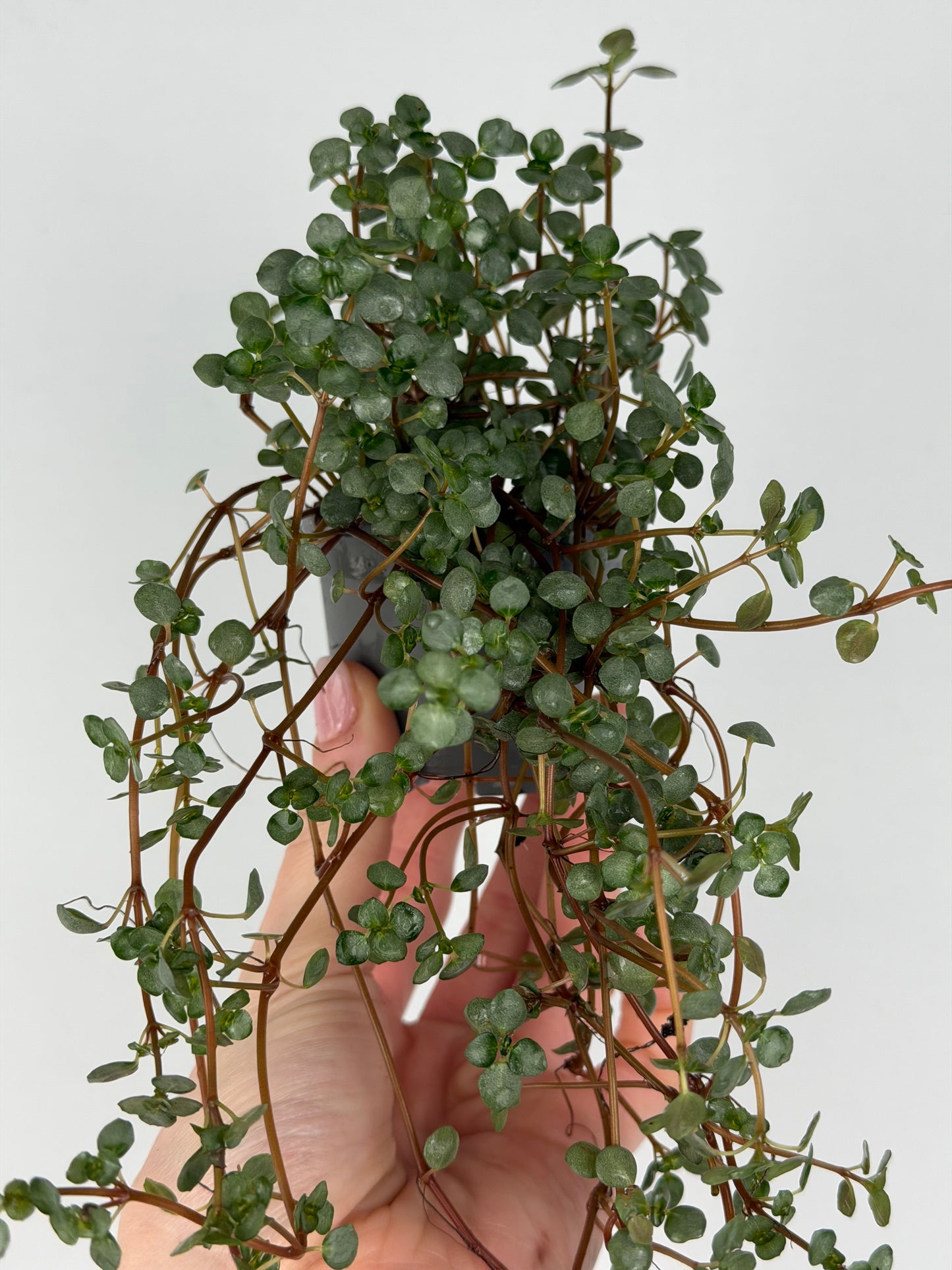 Pilea Glaucophylla 'Greyzy' Pilea Tropical Corner