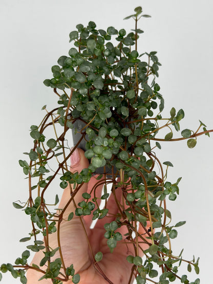 Pilea Glaucophylla 'Greyzy' Pilea Tropical Corner