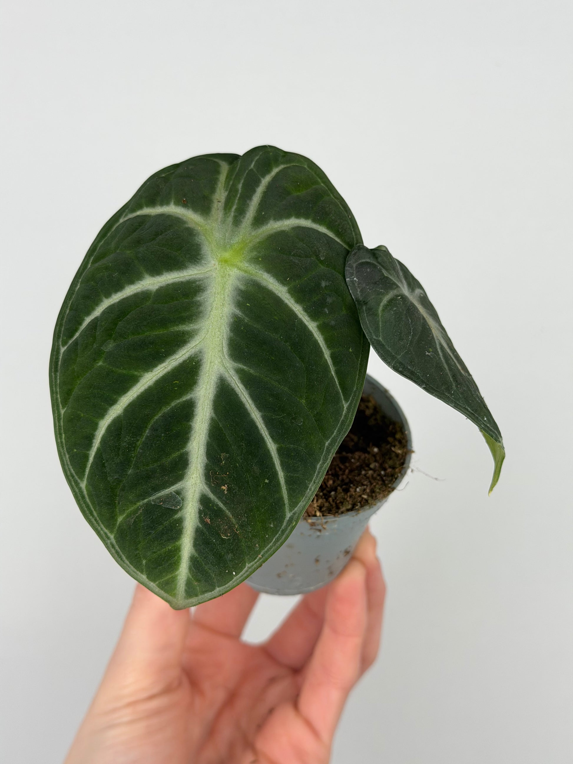 Alocasia Reginula 'Ninja'