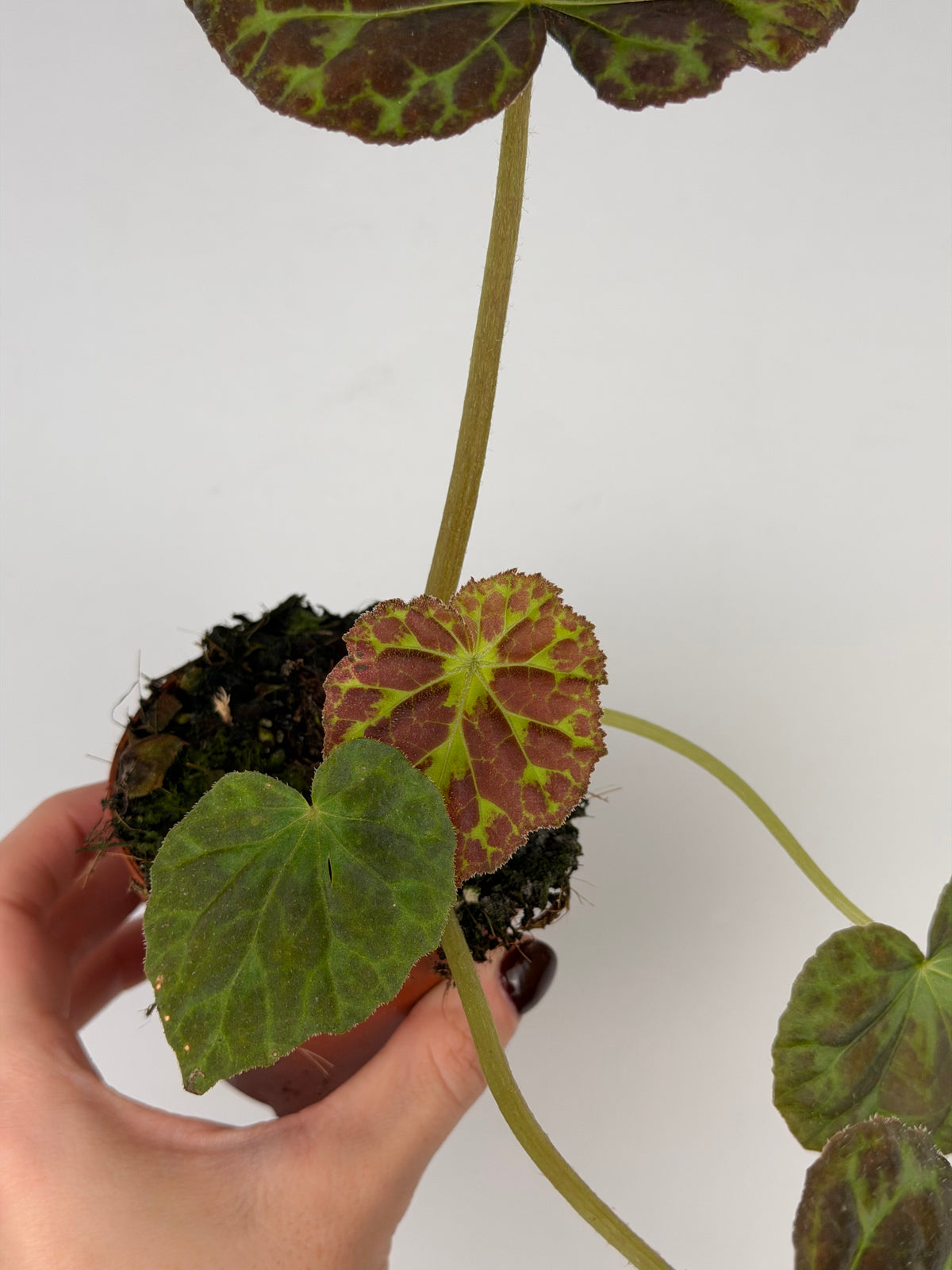 Begonia Barsalouxiae