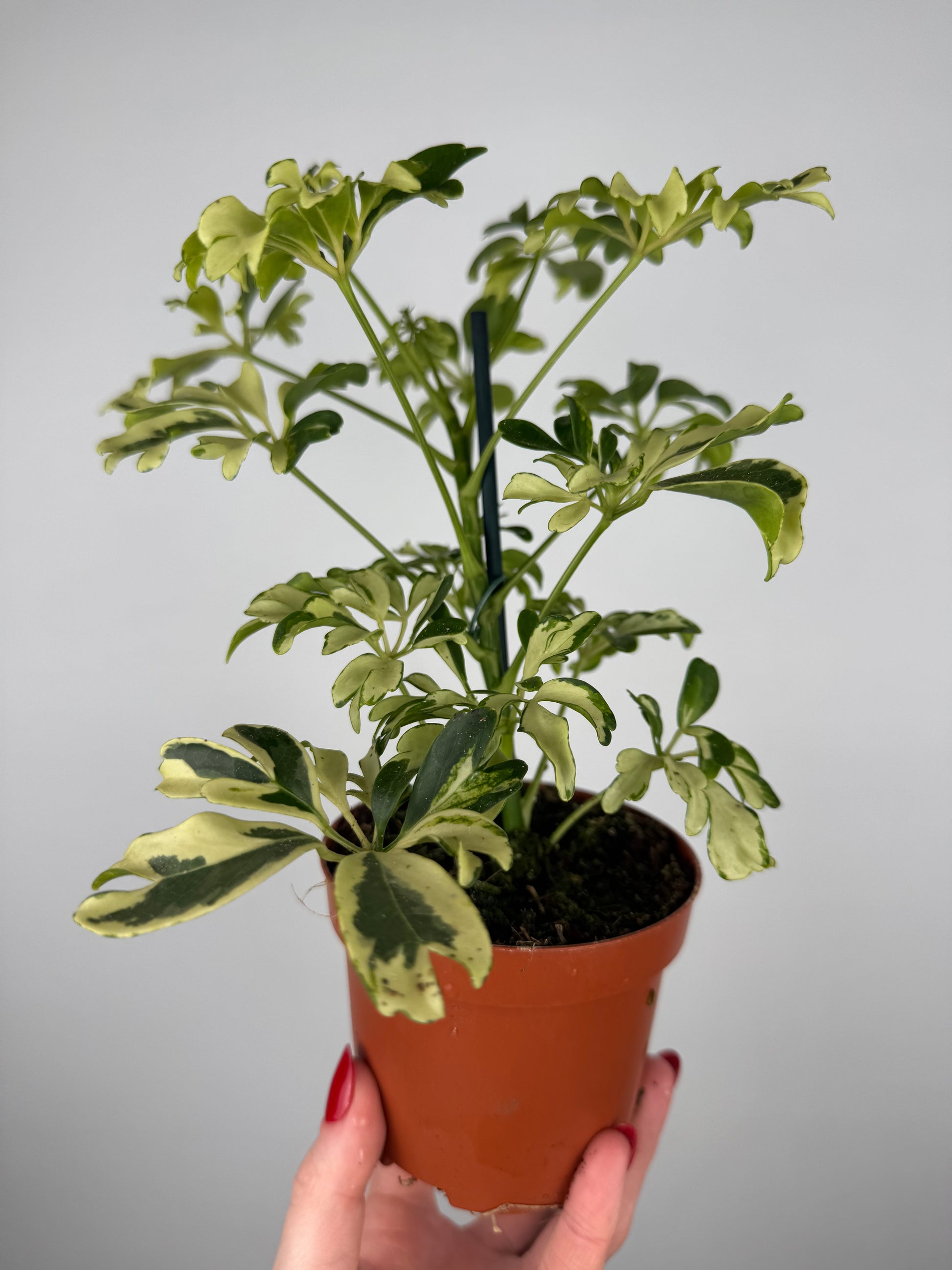 Schefflera arboricola “Janine”