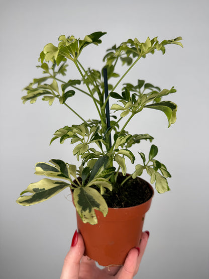 Schefflera arboricola “Janine”
