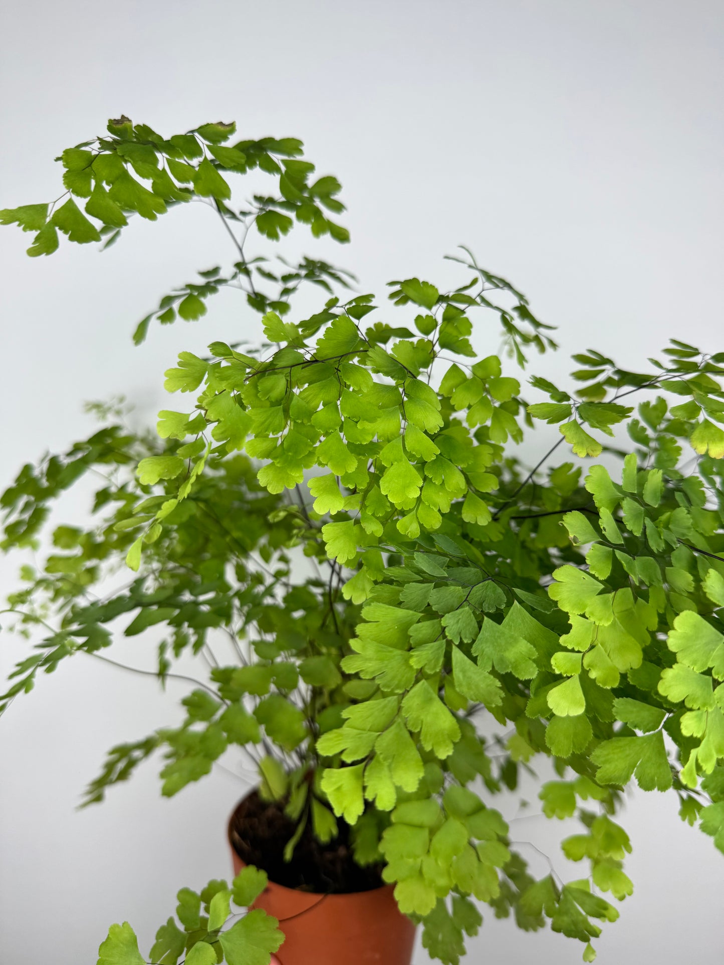 Capelvenere Adiantum Raddianum “Fragrans”