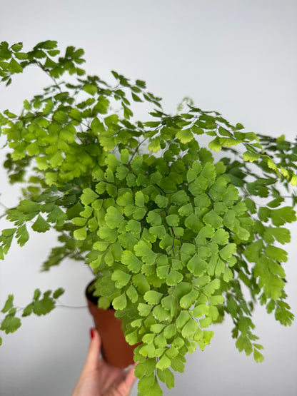 Capelvenere Adiantum Raddianum “Fragrans”