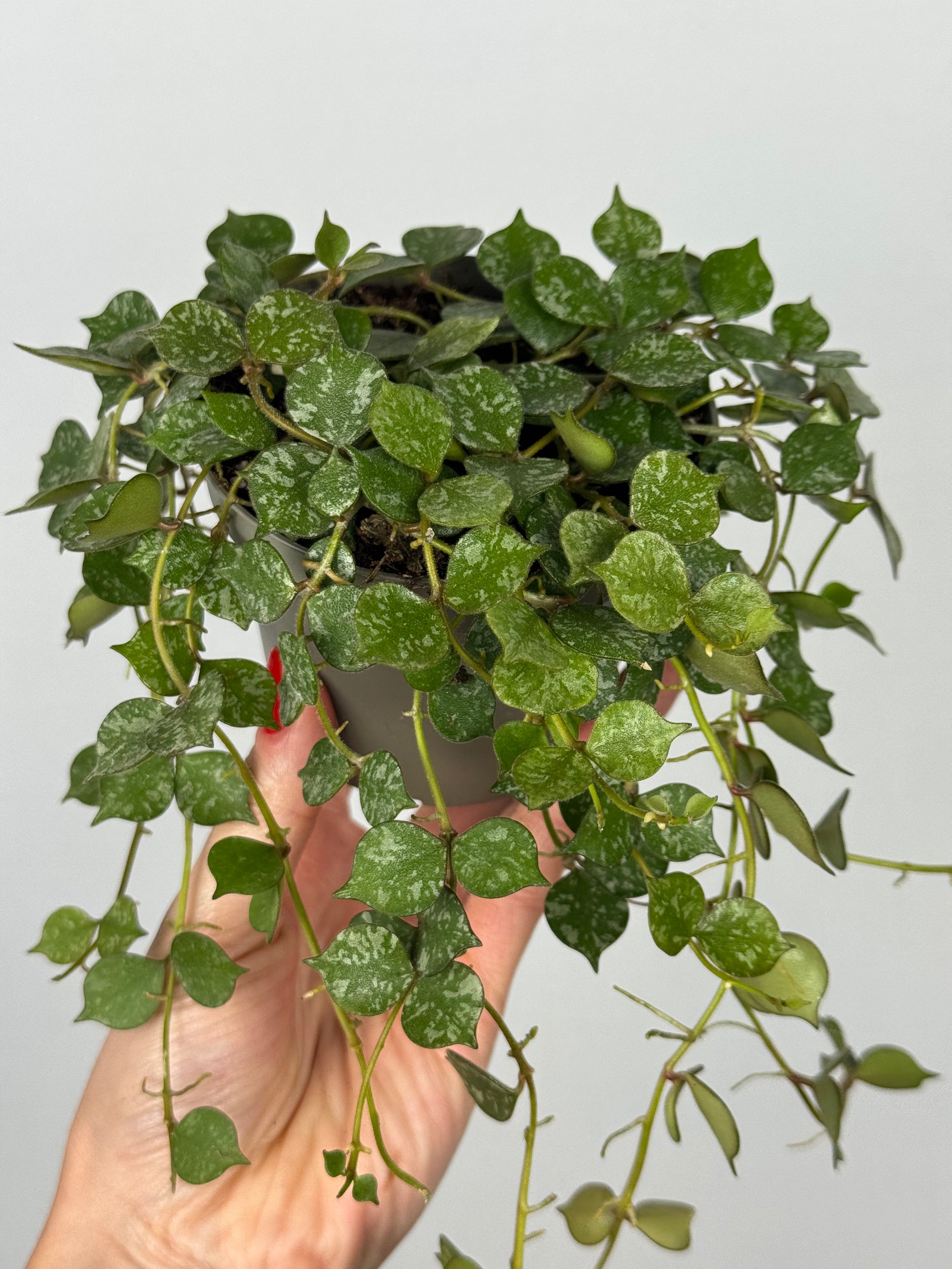 Hoya Curtisii
