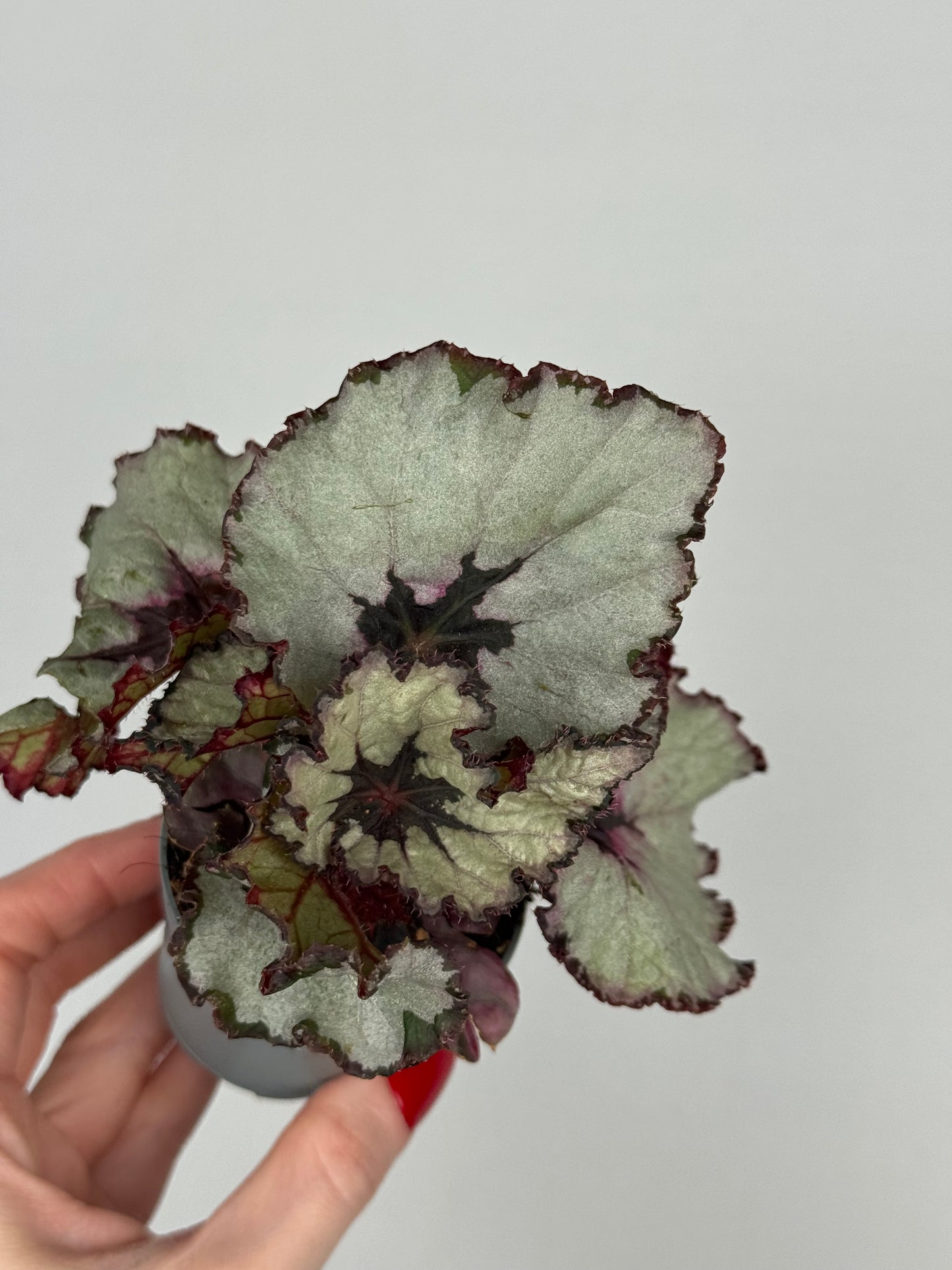 Begonia “Evening Glow”