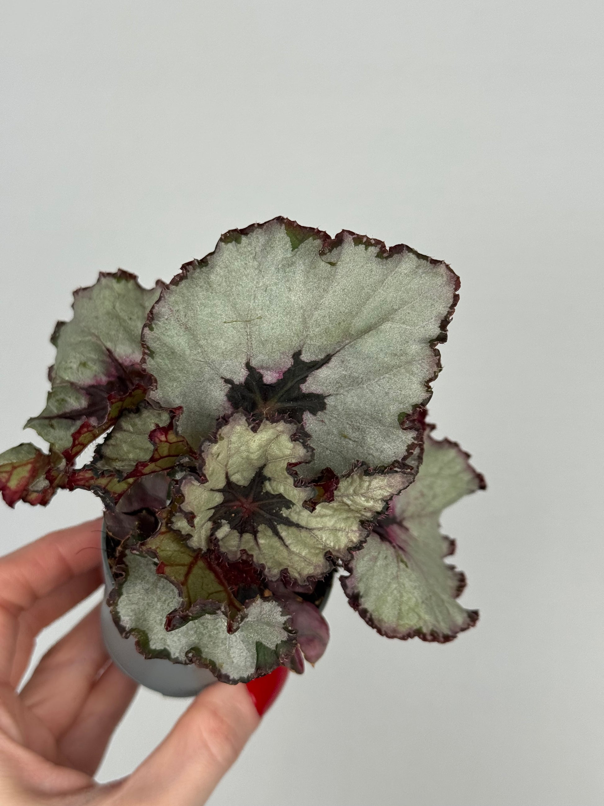 Begonia “Evening Glow”