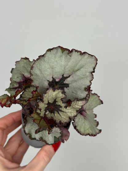 Begonia “Evening Glow”