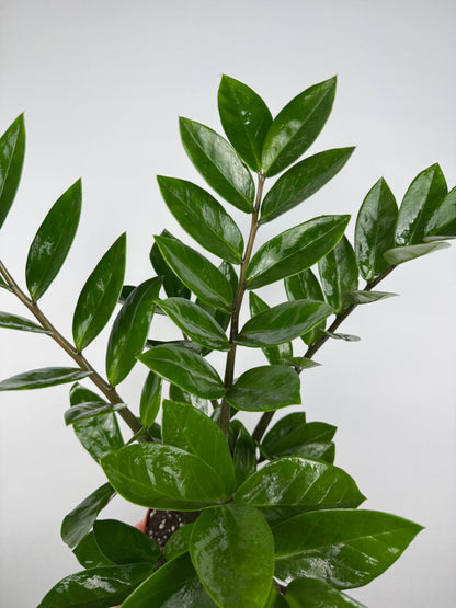 Zamioculcas Zamiifolia