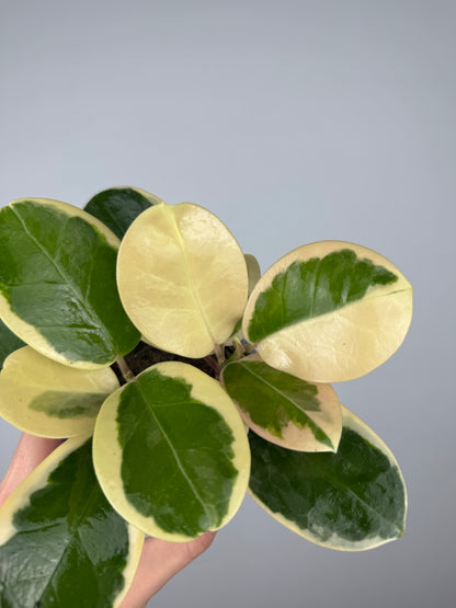 Hoya Australis Blondie