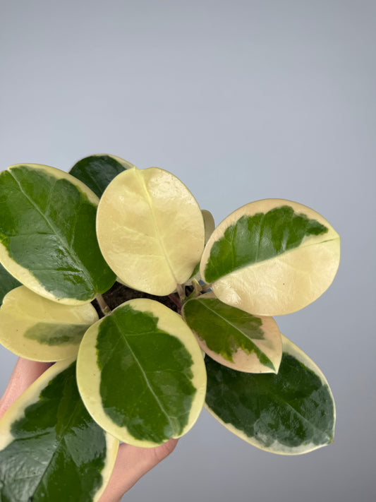 Hoya Australis Blondie