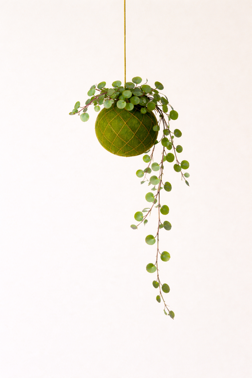 Baby Kokedama | Peperomia 'Pepperspot' Baby Kokedama Tropical Corner