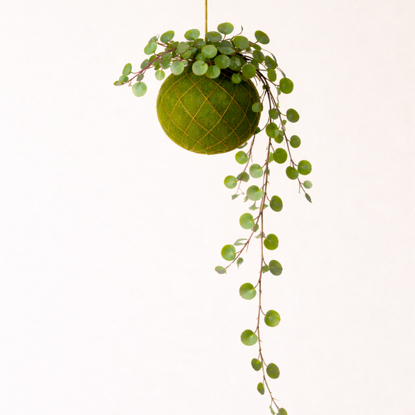 Baby Kokedama | Peperomia 'Pepperspot'