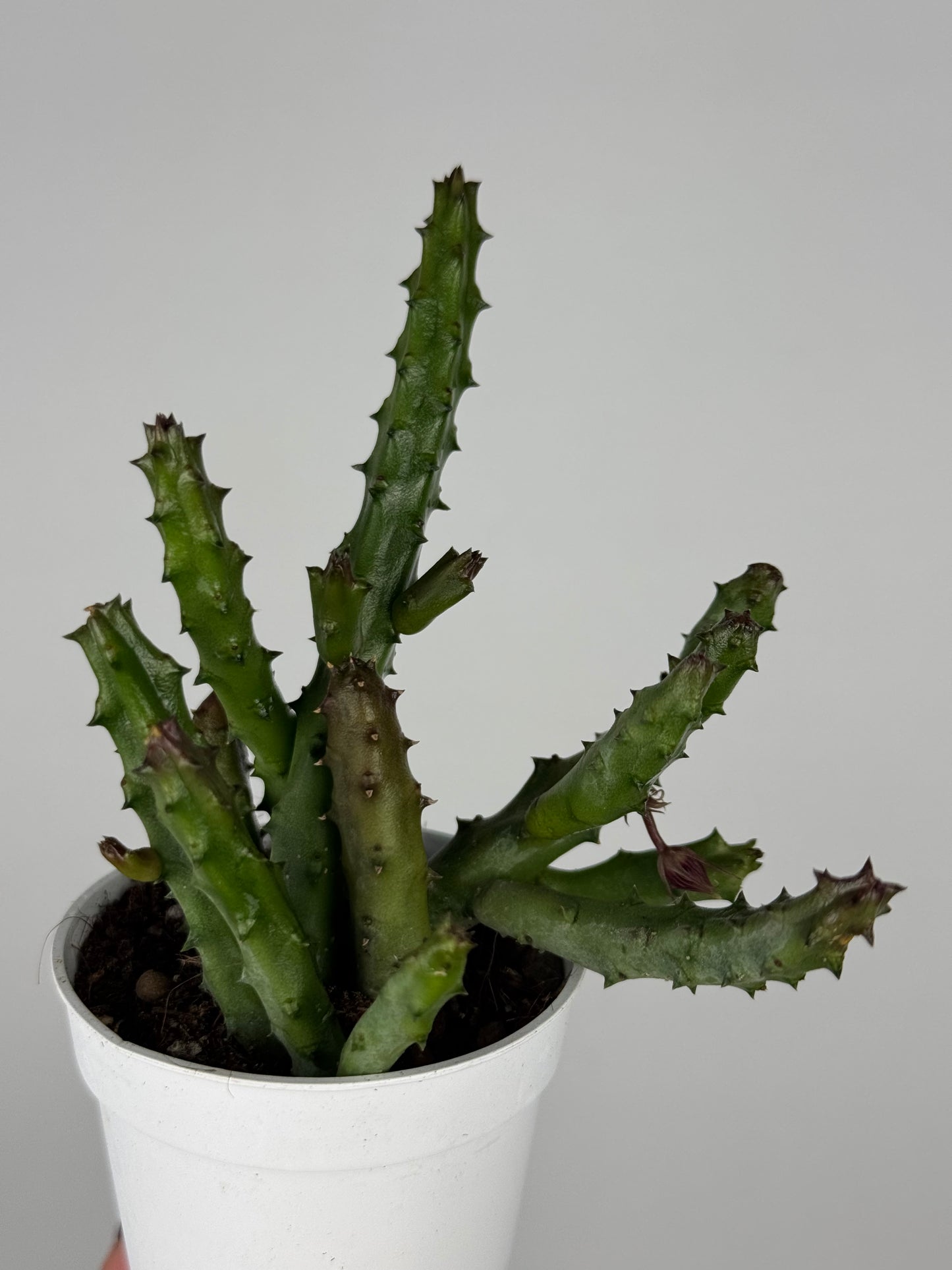 Stapelia Huernia Pendurata