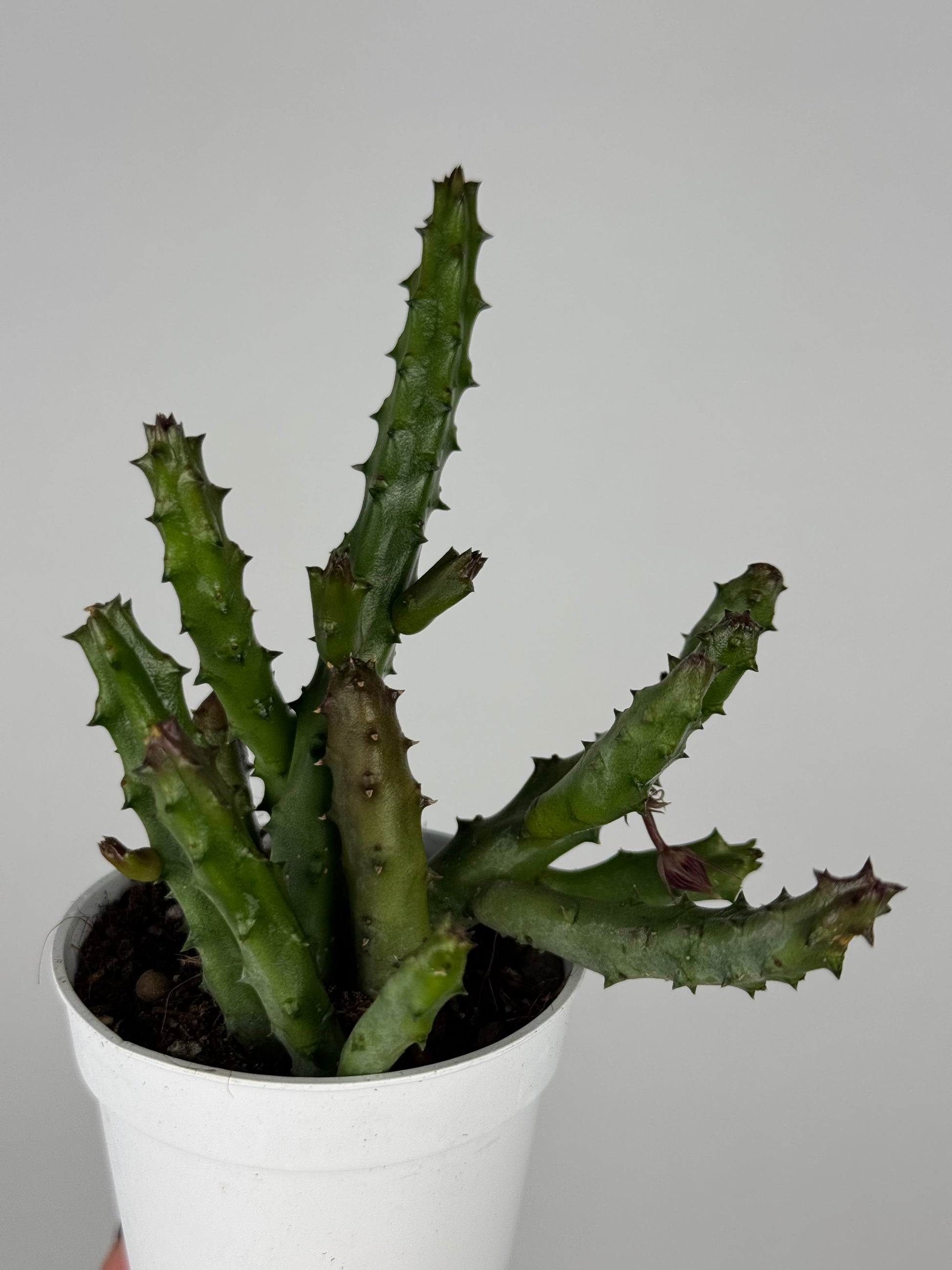 Stapelia Huernia Pendurata
