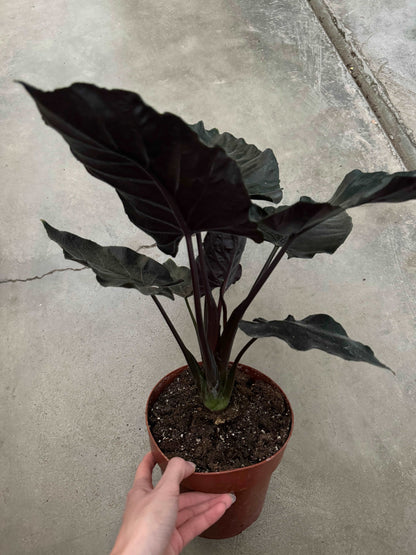 Alocasia Chienlii “Antoro Velvet”