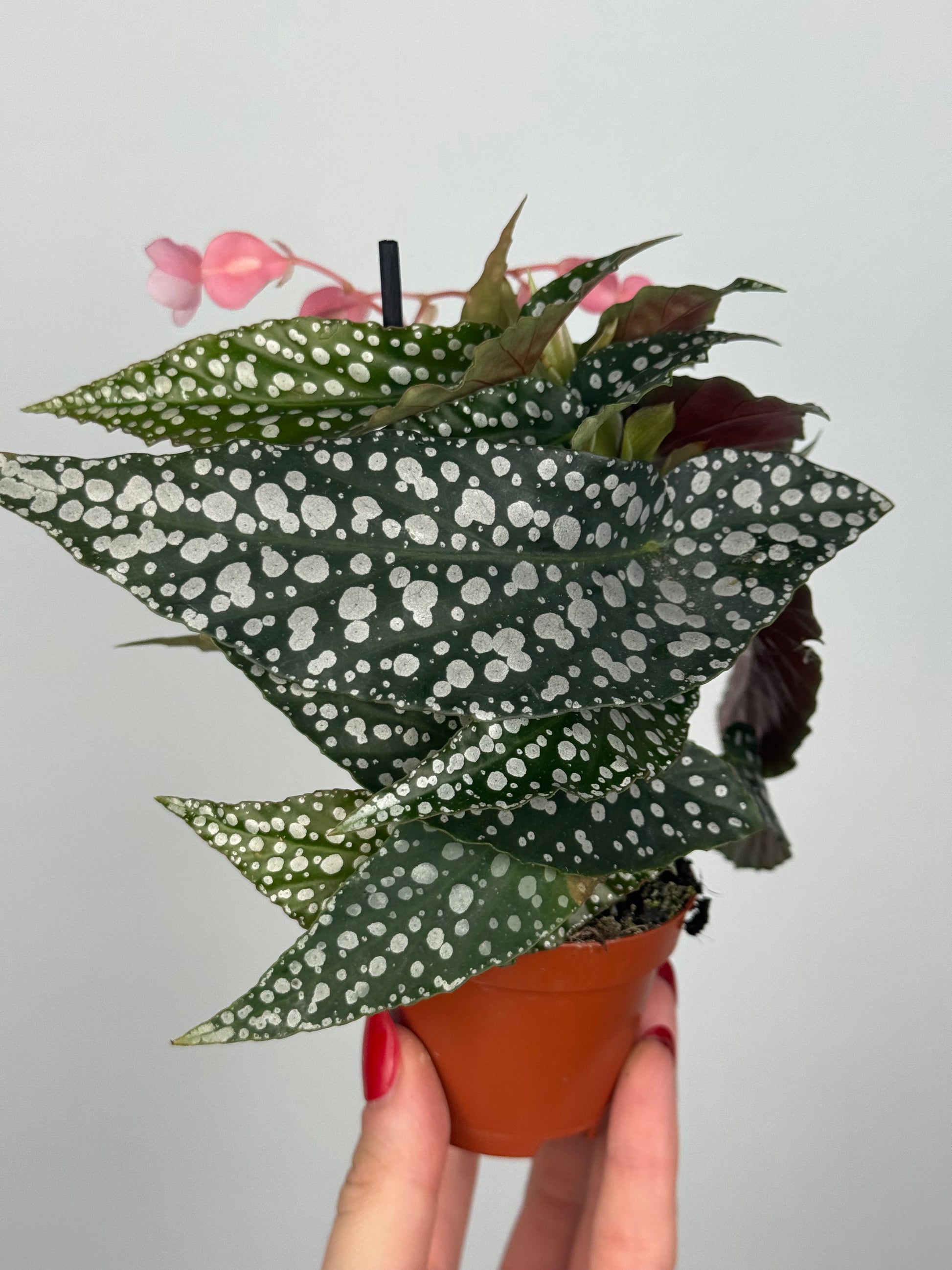 Begonia maculata “Double dot”