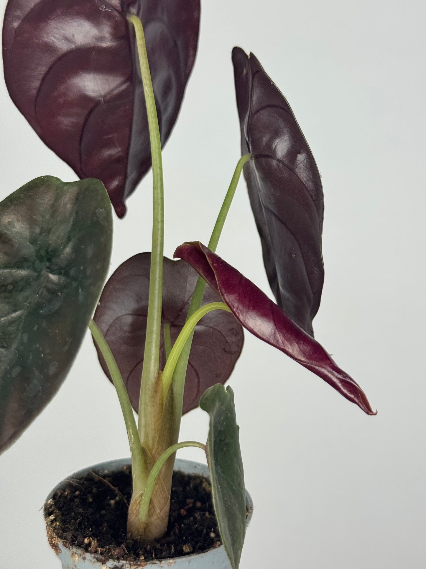 Alocasia Cuprea “Red Secret”
