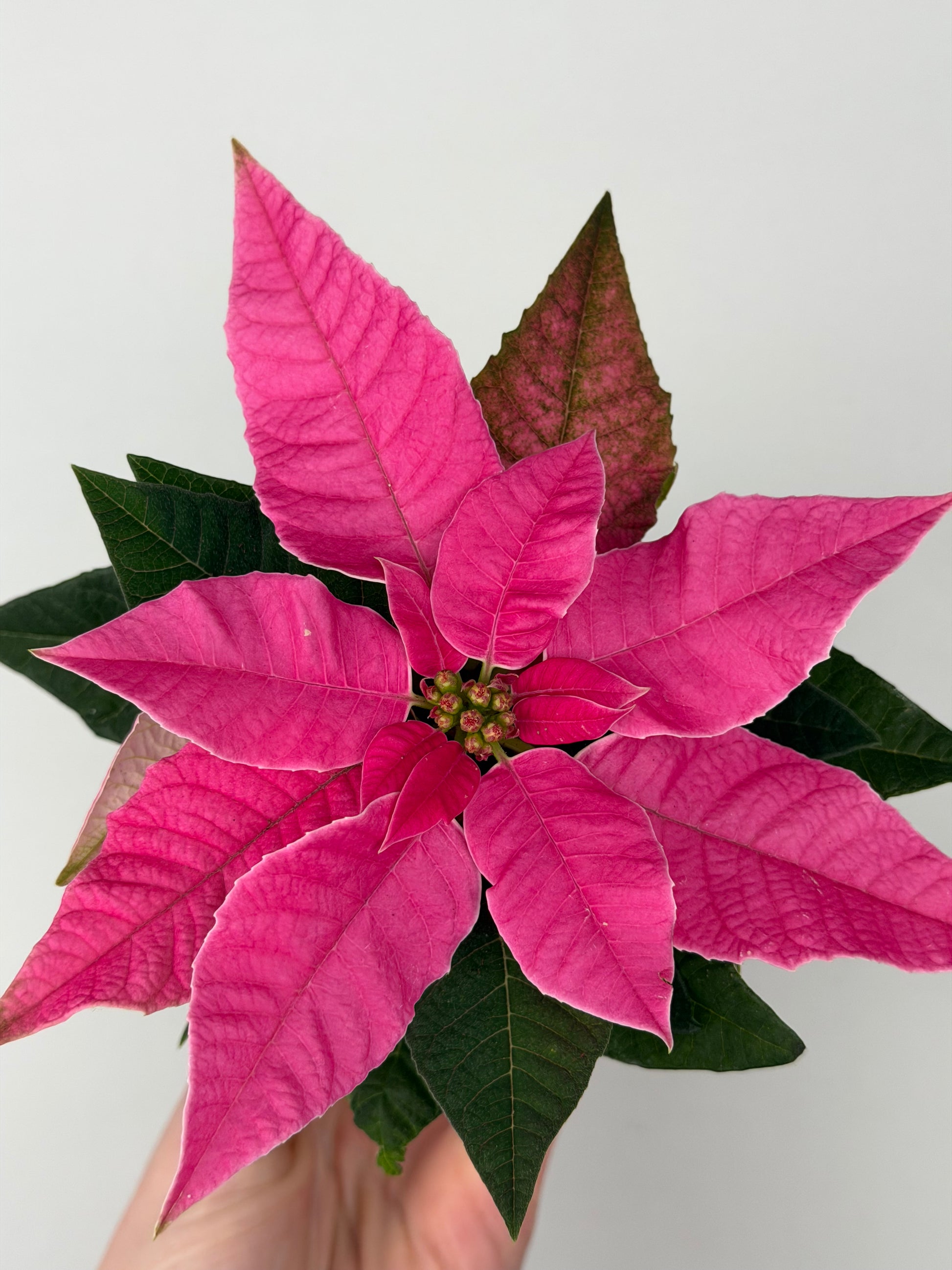 Euphorbia pul. Princettia Dark Pink