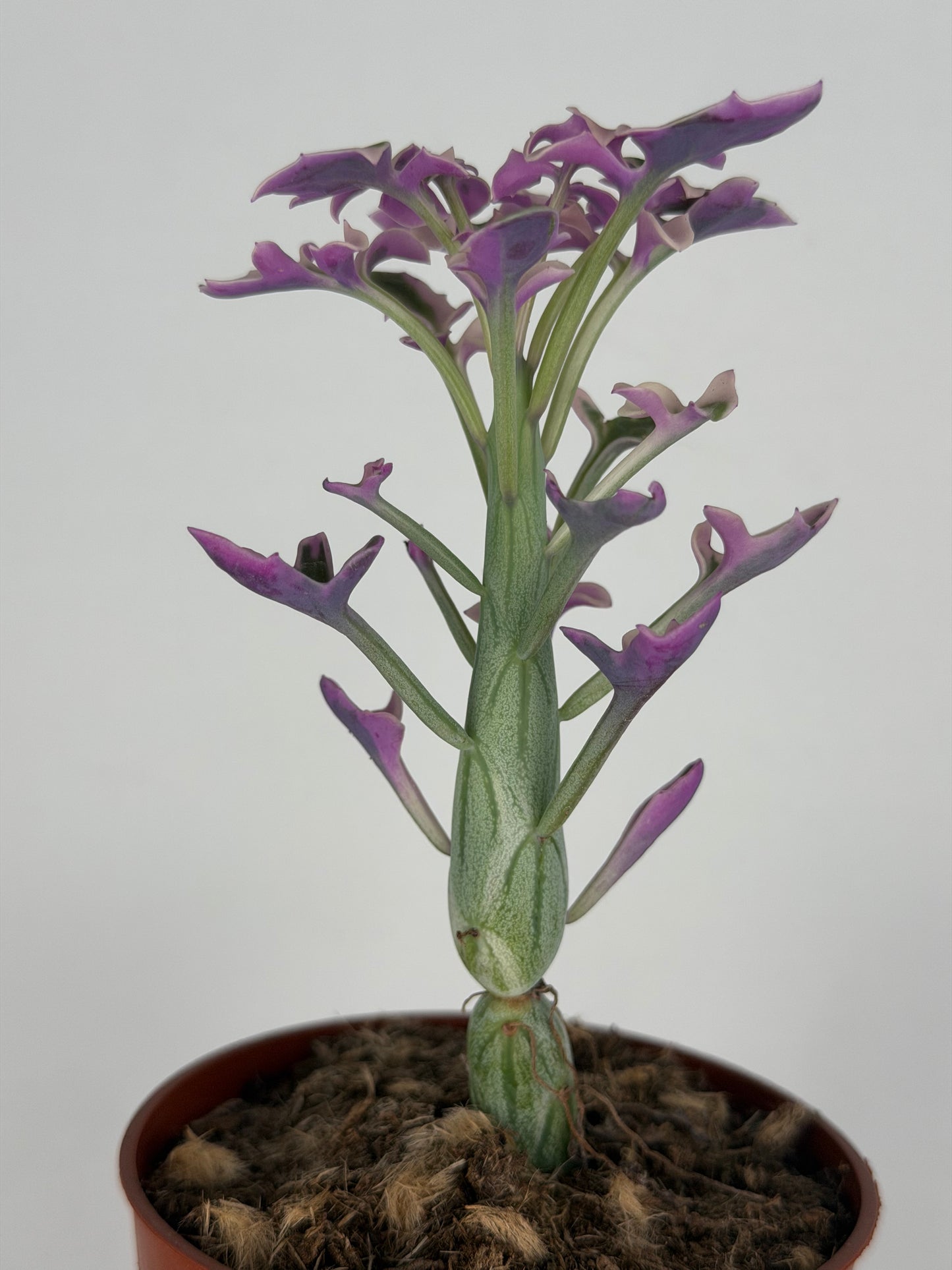 Senecio Articulatus Variegata Tropical Corner