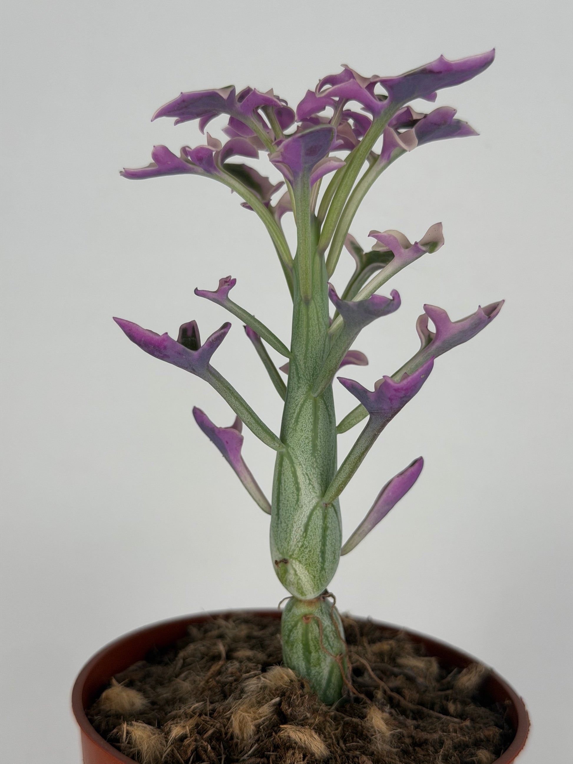 Senecio Articulatus Variegata Tropical Corner