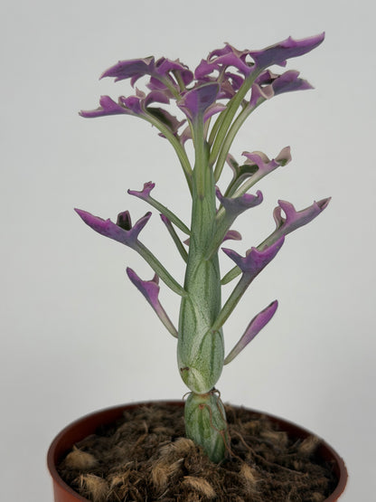 Senecio Articulatus Variegata Tropical Corner