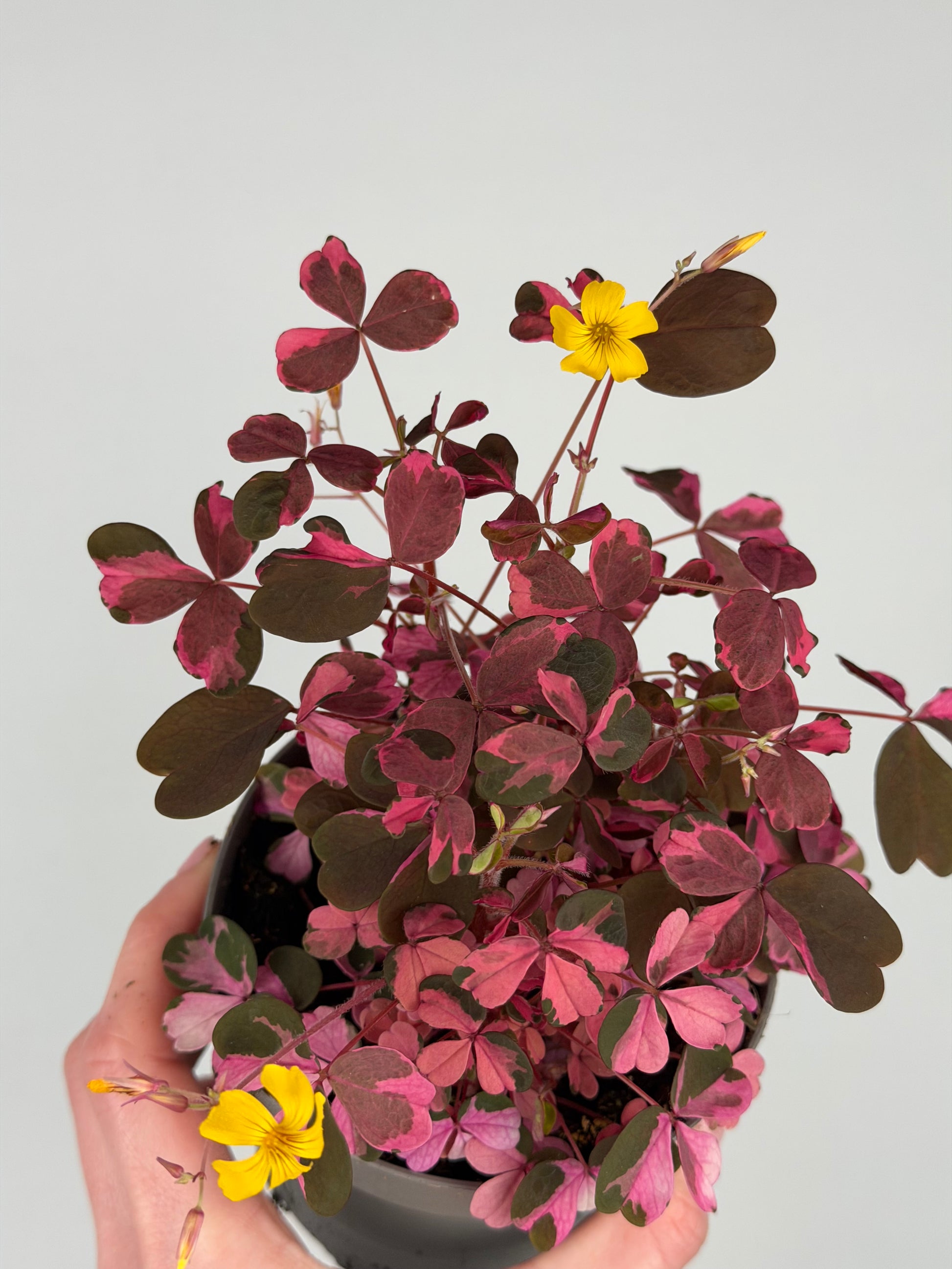 Oxalis Vulcanicola 'Plum Crazy' Oxalis Tropical Corner