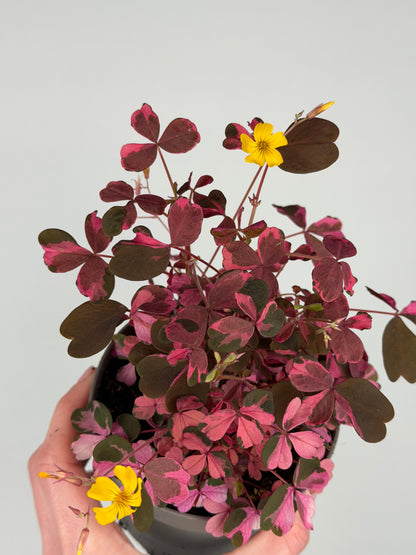 Oxalis Vulcanicola 'Plum Crazy' Oxalis Tropical Corner