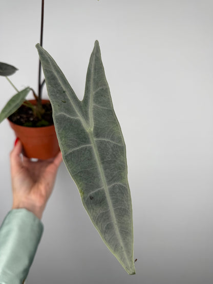 Alocasia longiloba 'Silver'