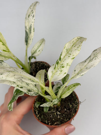 Rhaphidophora Puberula 'Variegata' Rhaphidophora Tropical Corner
