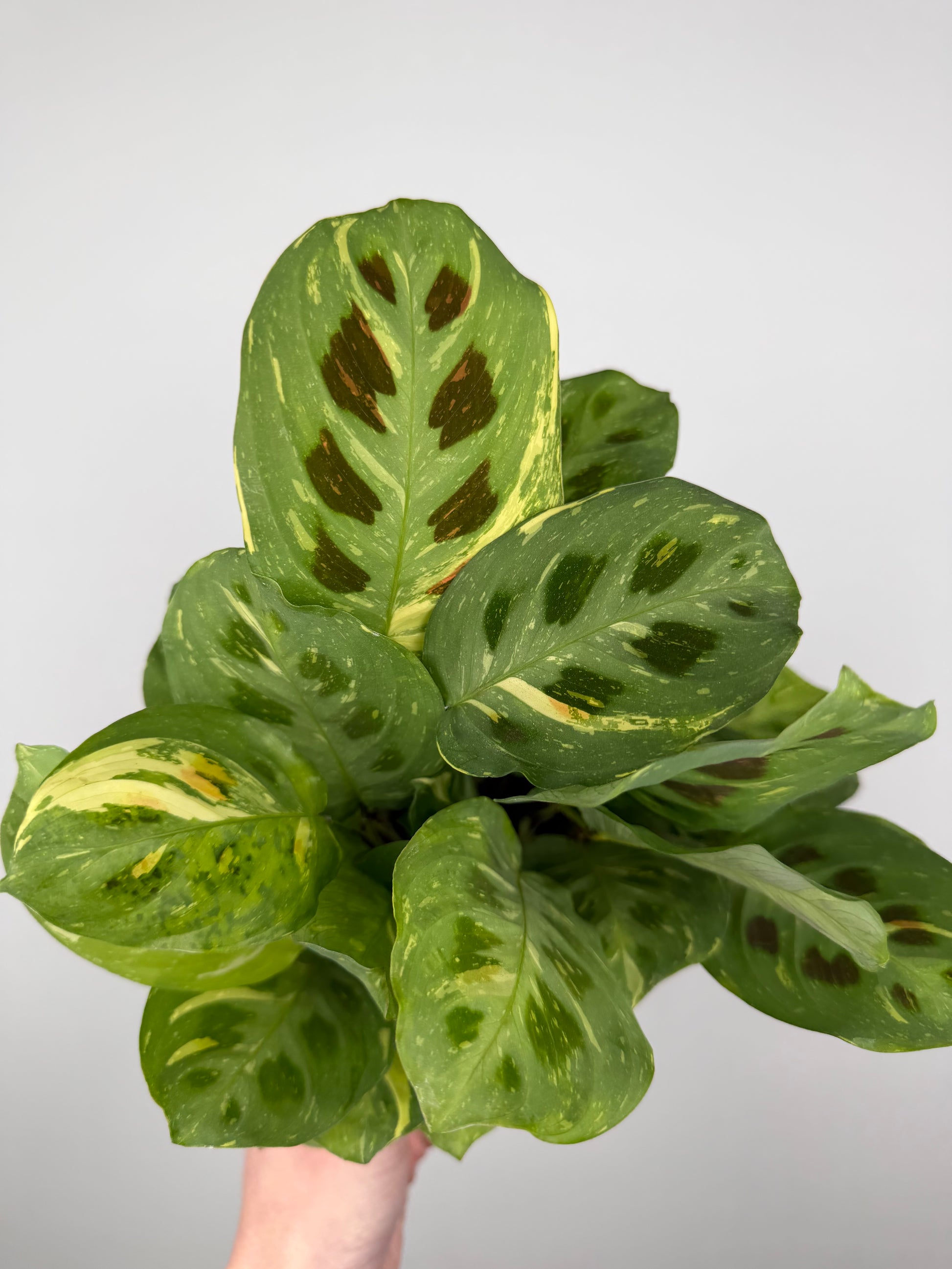 Maranta Leuconeura Kerchoveana Variegata