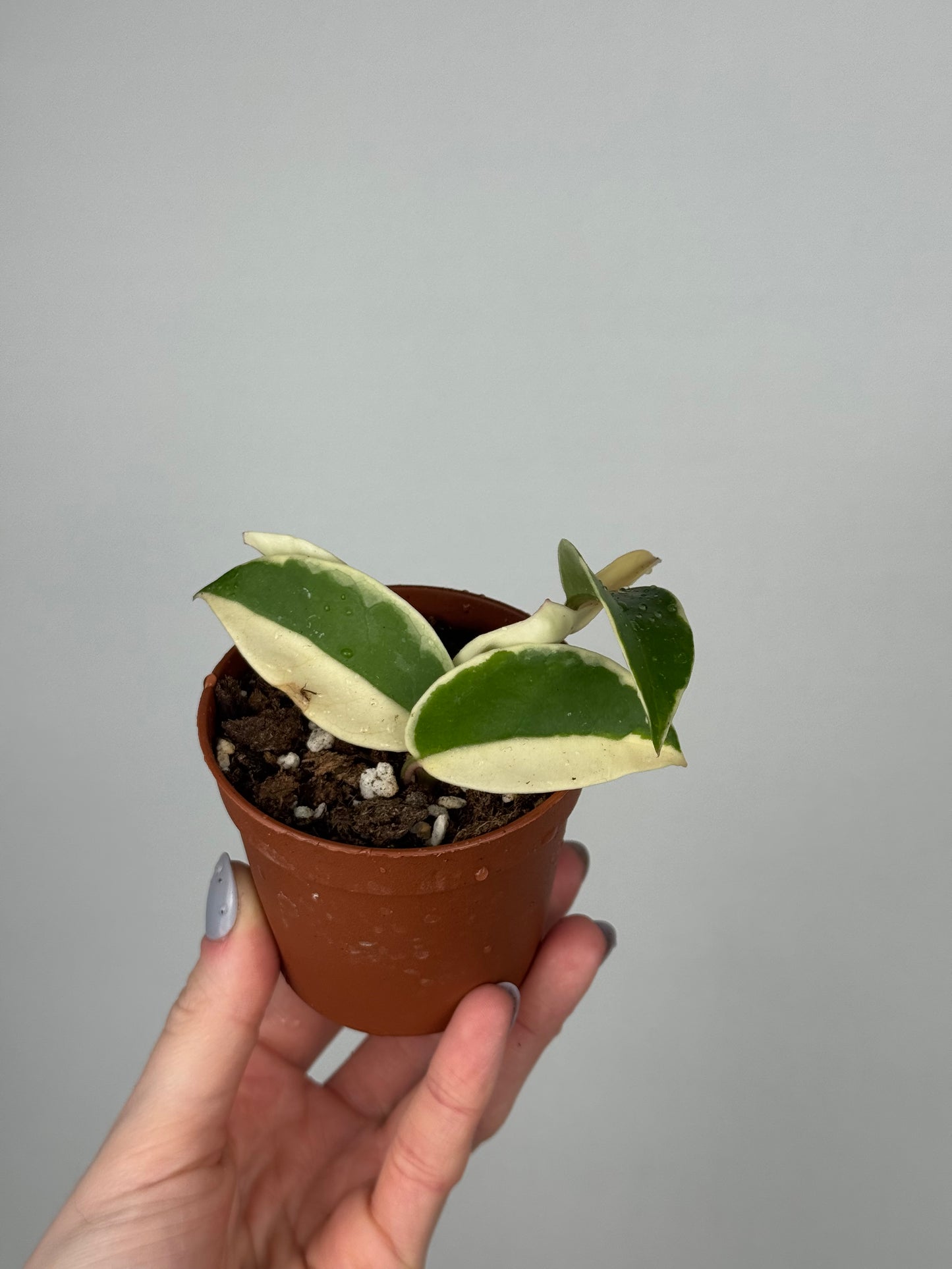 Hoya Krimson Queen | Luna