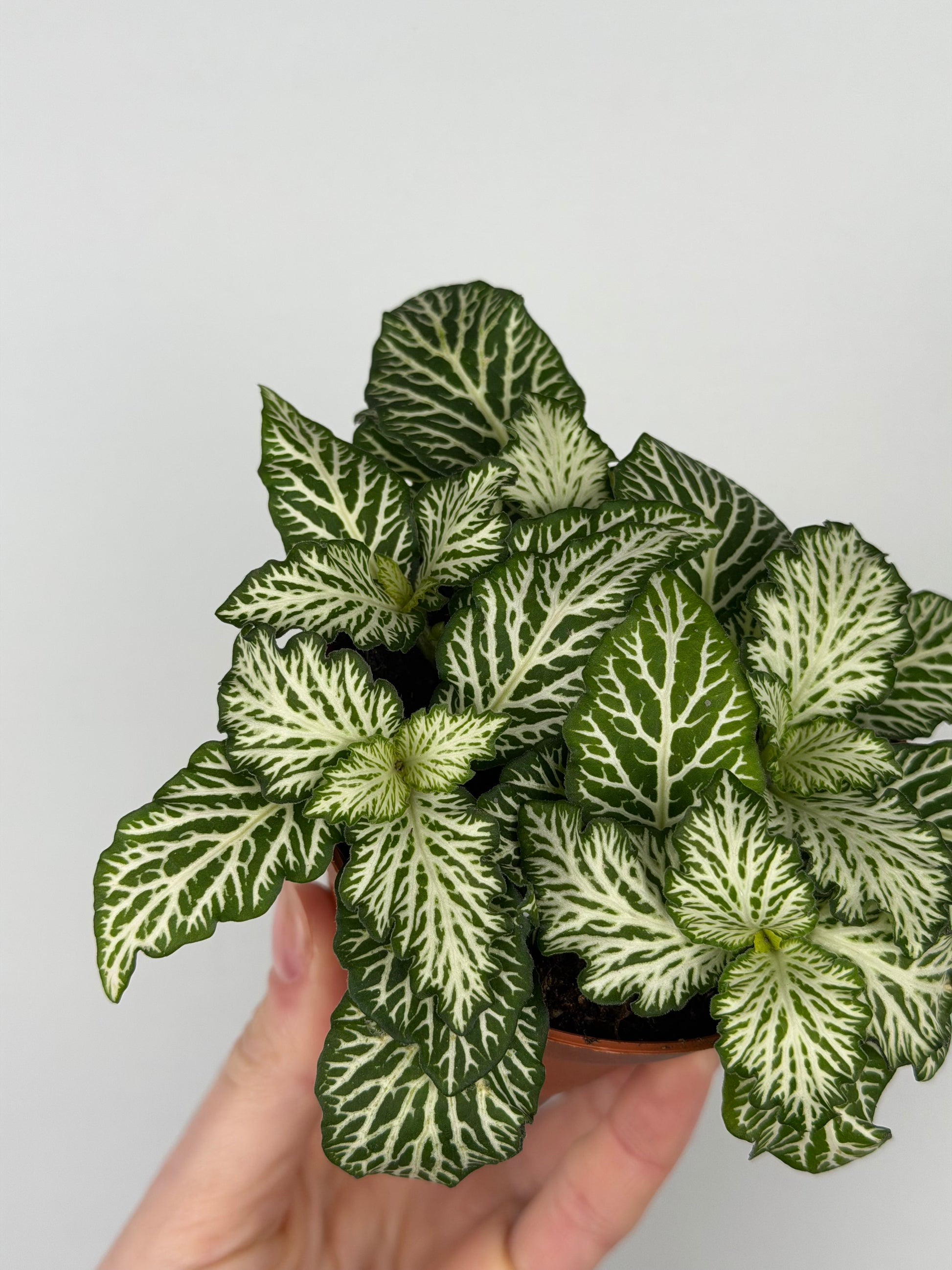 Fittonia 'Snow Anne'