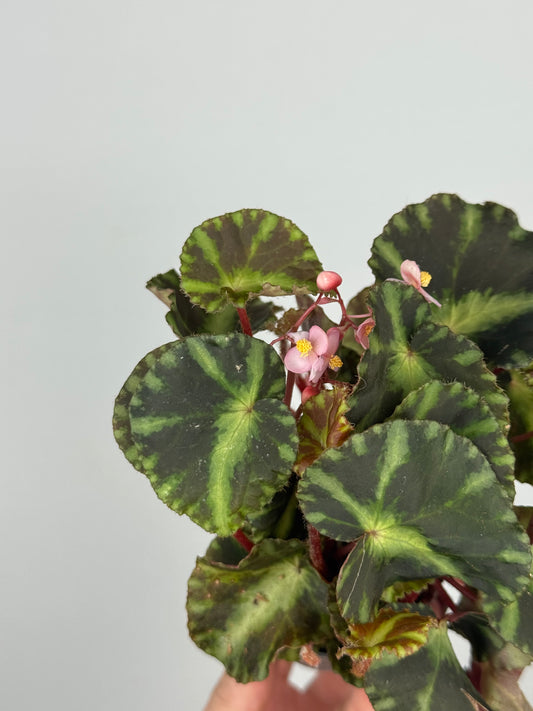 Begonia Cleopatrae