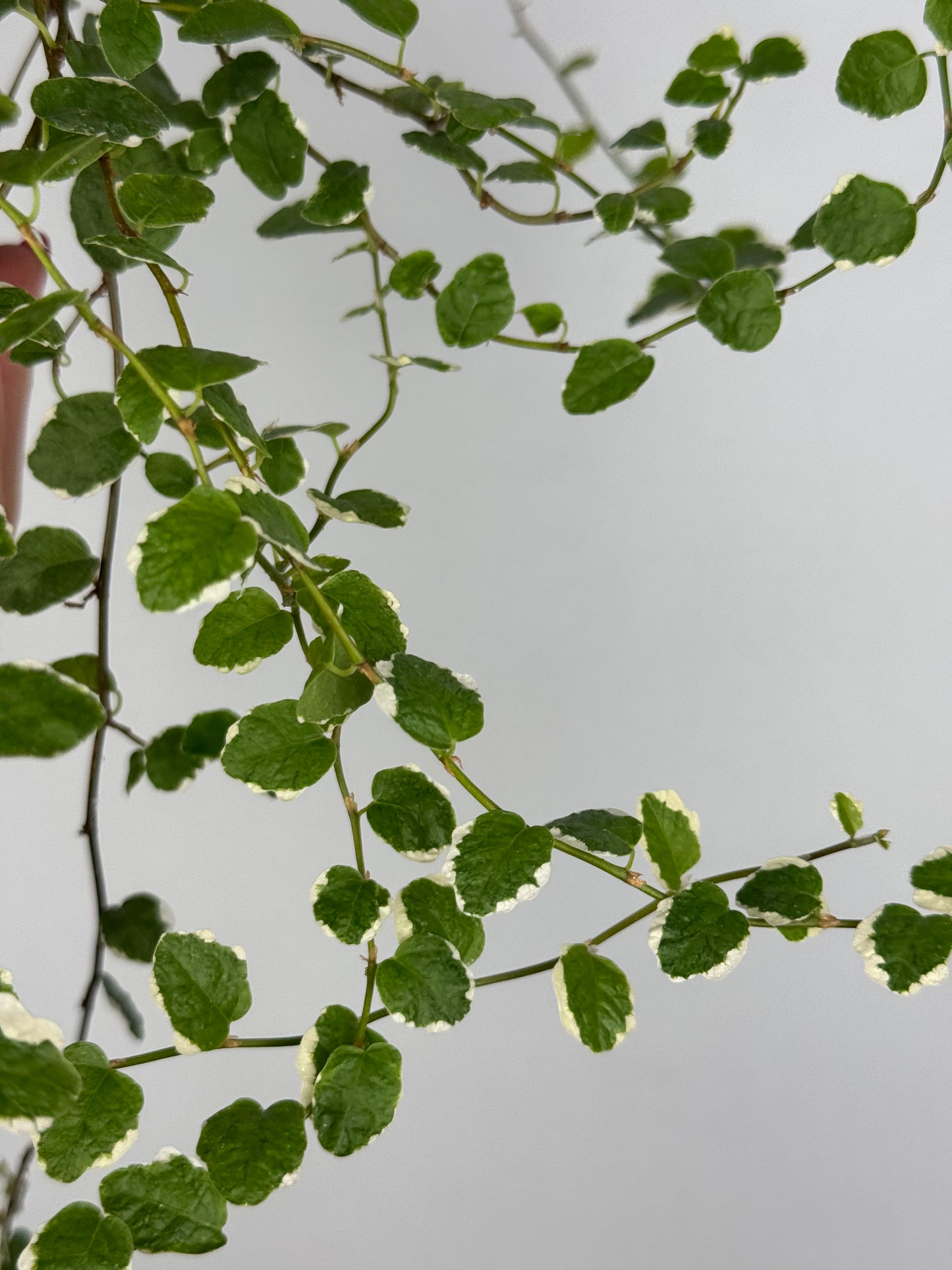 Ficus Pumila “White Sunny”