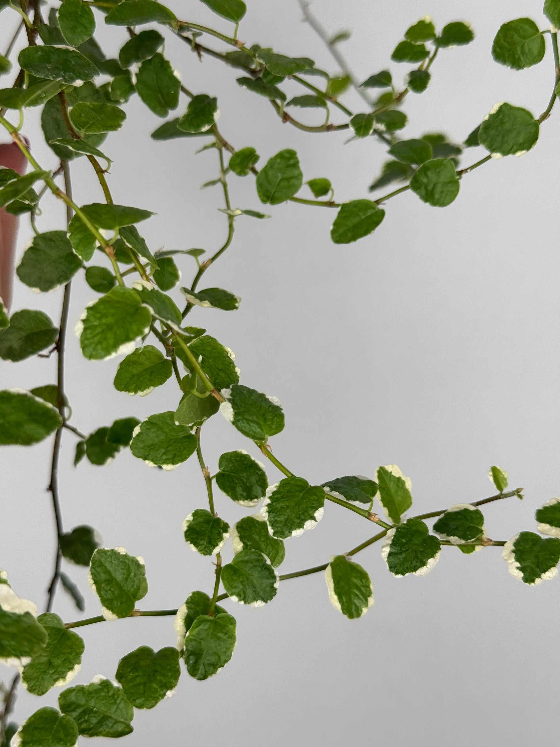 Ficus Pumila “White Sunny”