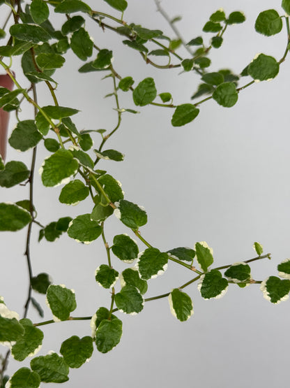 Ficus Pumila “White Sunny”