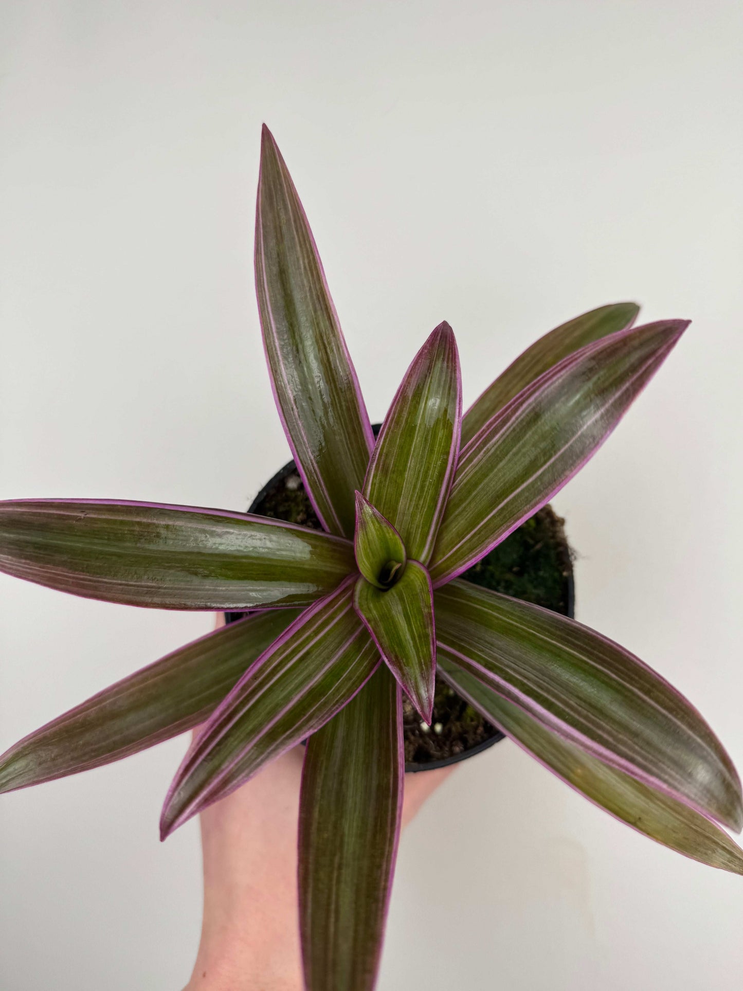Tradescantia Spathacea Sitara “Purple Flame”