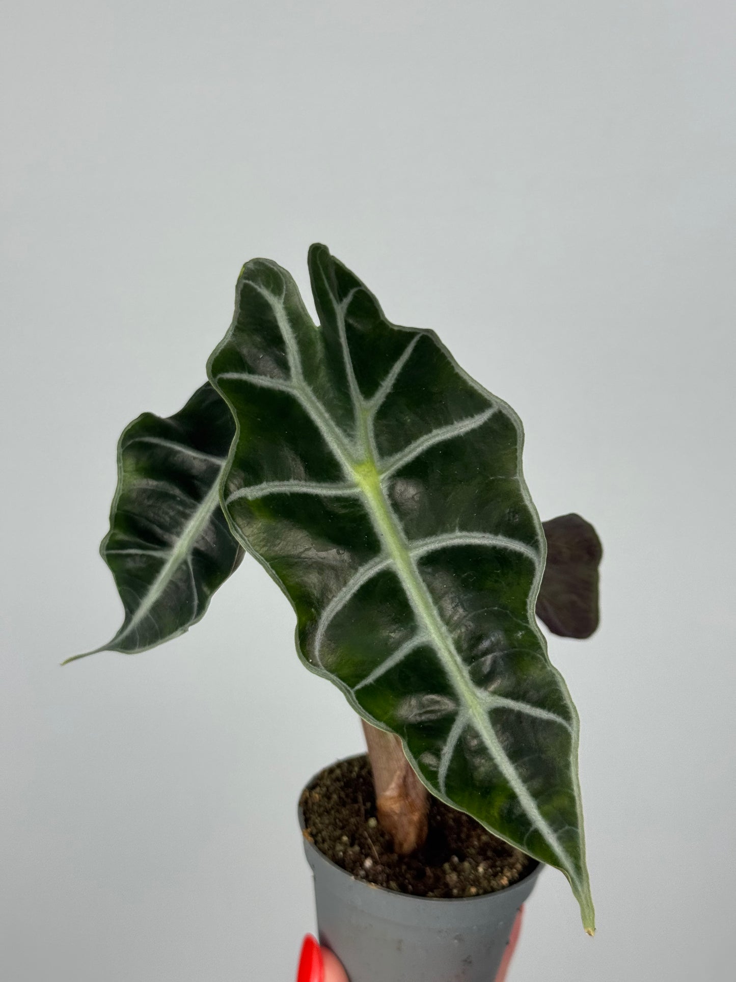 Alocasia Amazonica “Polly”