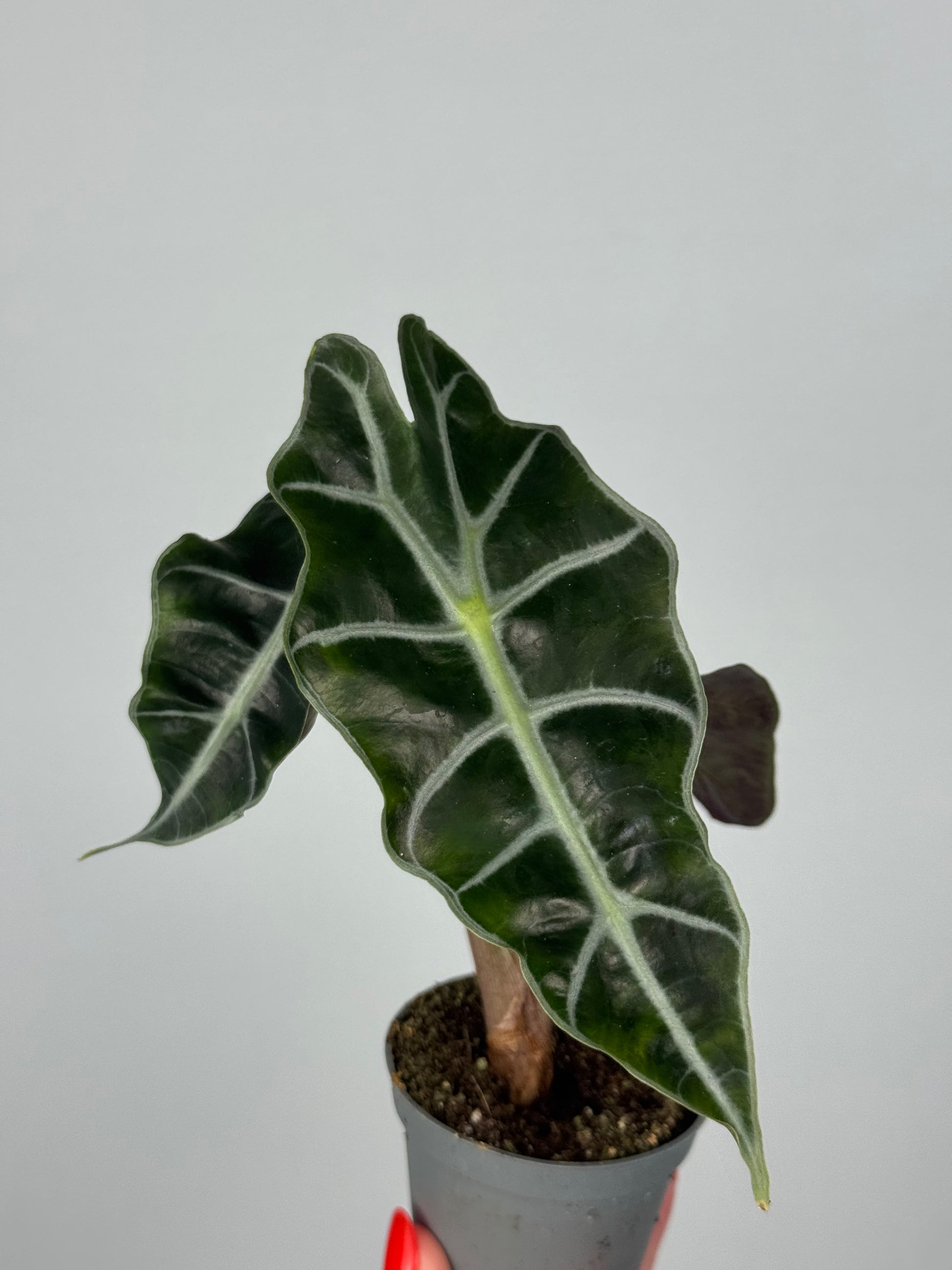 Alocasia Amazonica “Polly”