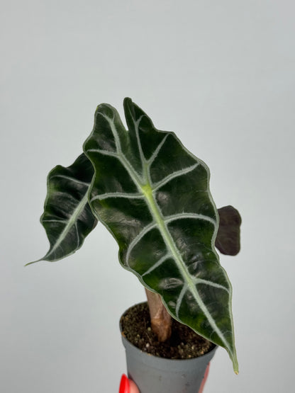 Alocasia Amazonica “Polly”