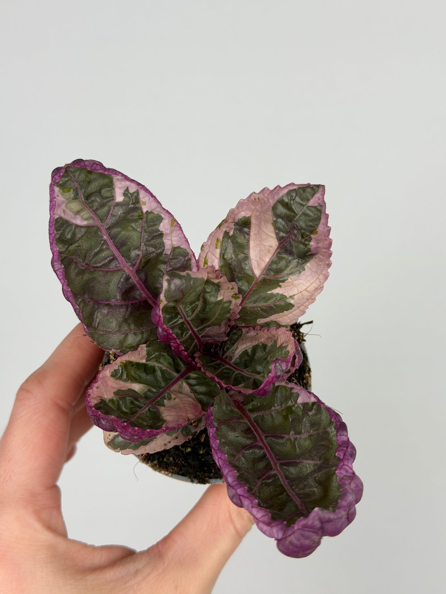 Hemigraphis alternata 'Snow White'